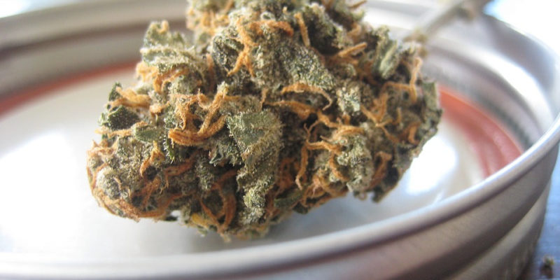 Cannabis Bud