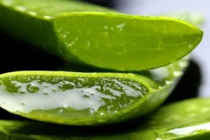 Picture of Aloe Vera